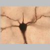 Neuronas Golgi 10.jpg